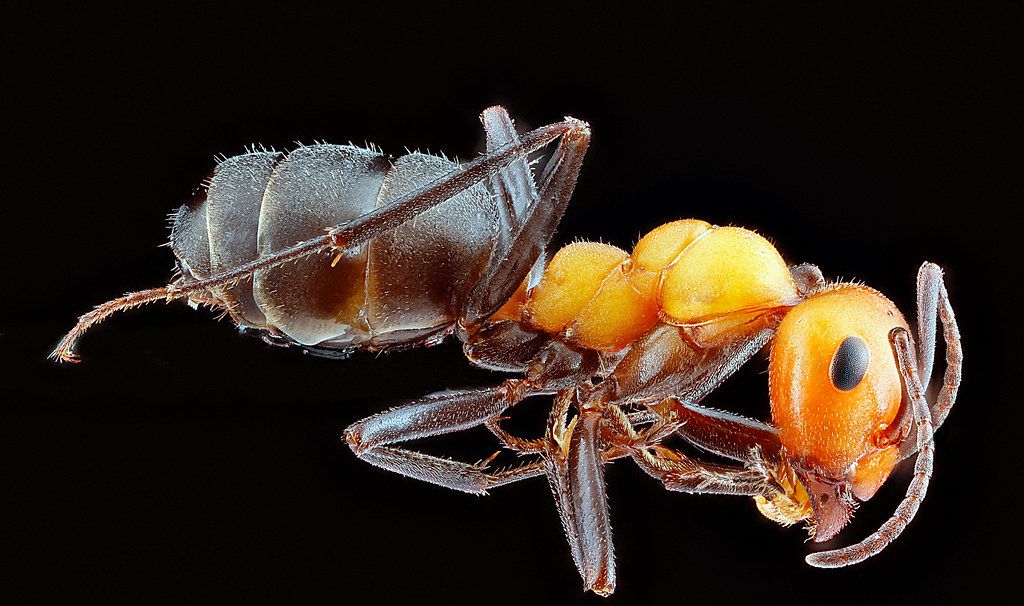 Ant Control service in Tuckahoe, VA