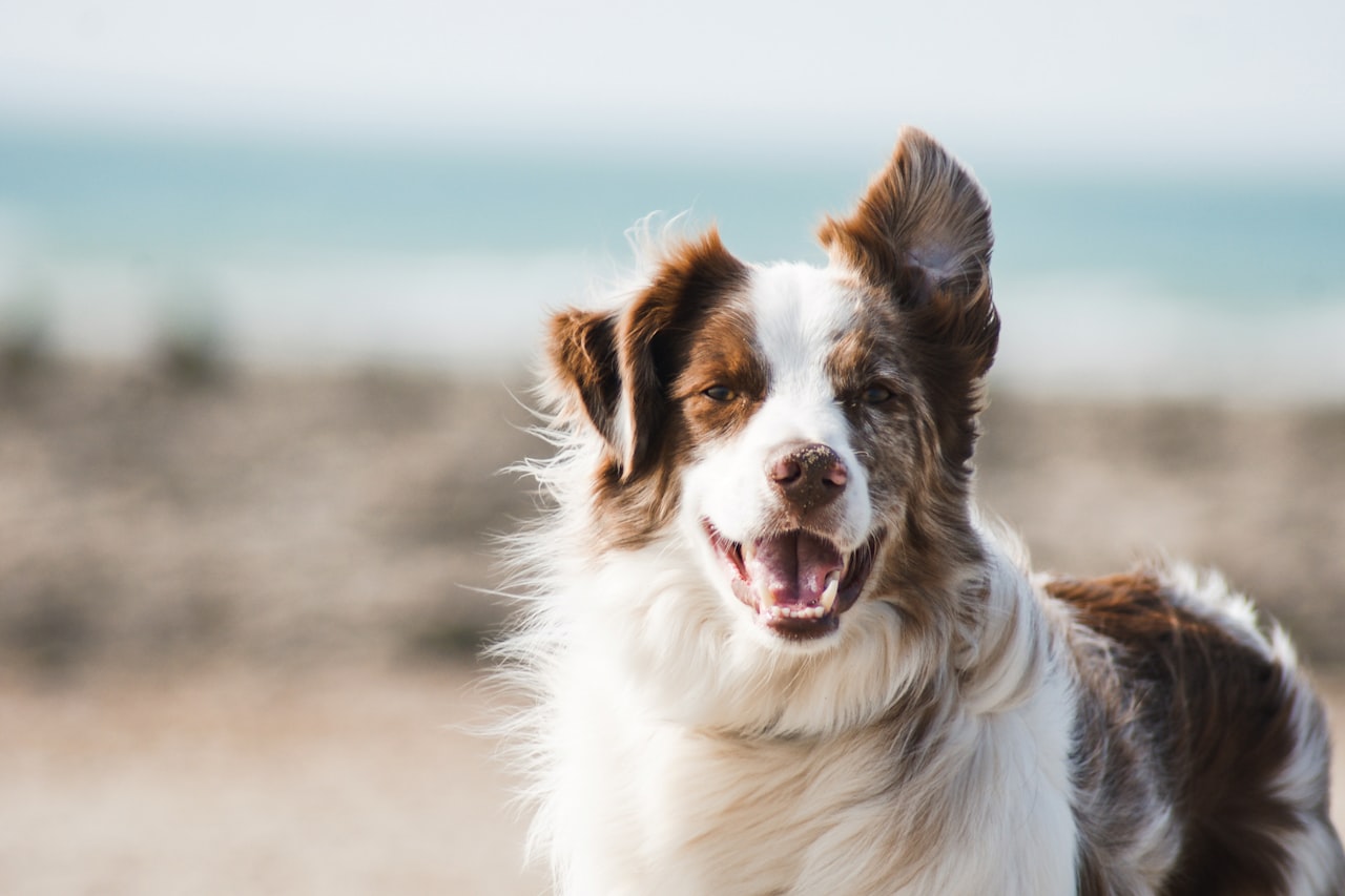 Flea & Tick Control service in Tuckahoe, VA