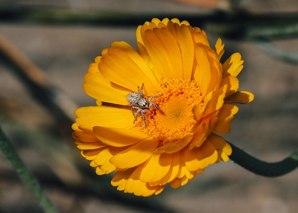 Spider Control service in Tuckahoe, VA